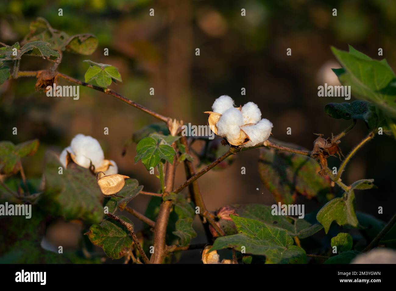 Mature cotton balls on the plant. Used selective focus. Stock Photo