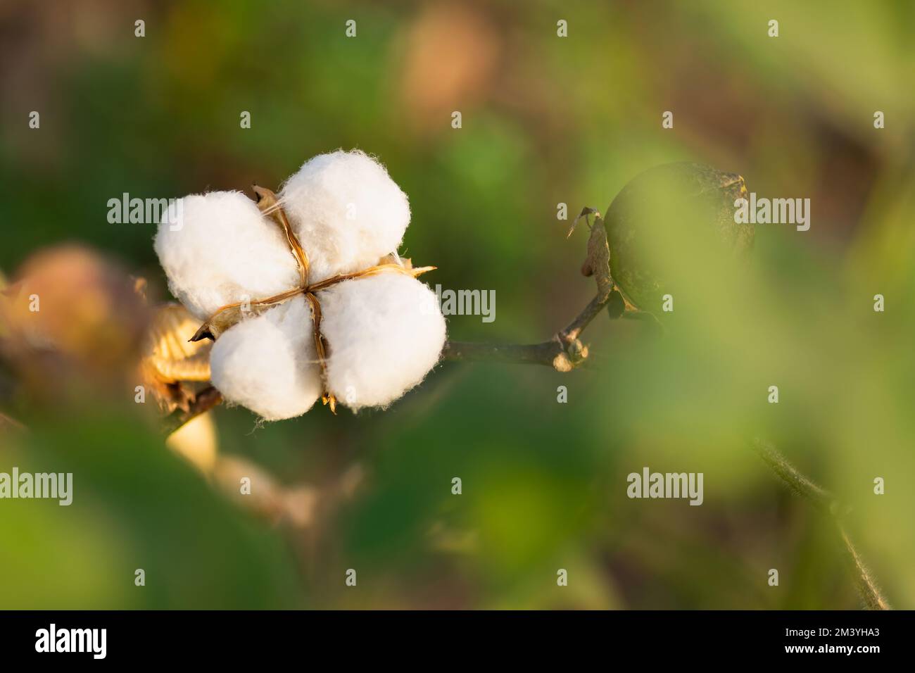 Cotton boll fully matured to pick from agricultural field with copy space. Stock Photo