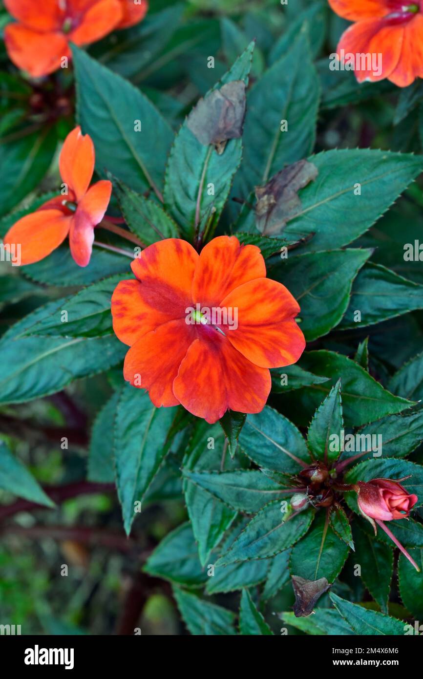 Busy Lizzie flowers (Impatiens walleriana or Impatiens sultanii) on garden Stock Photo