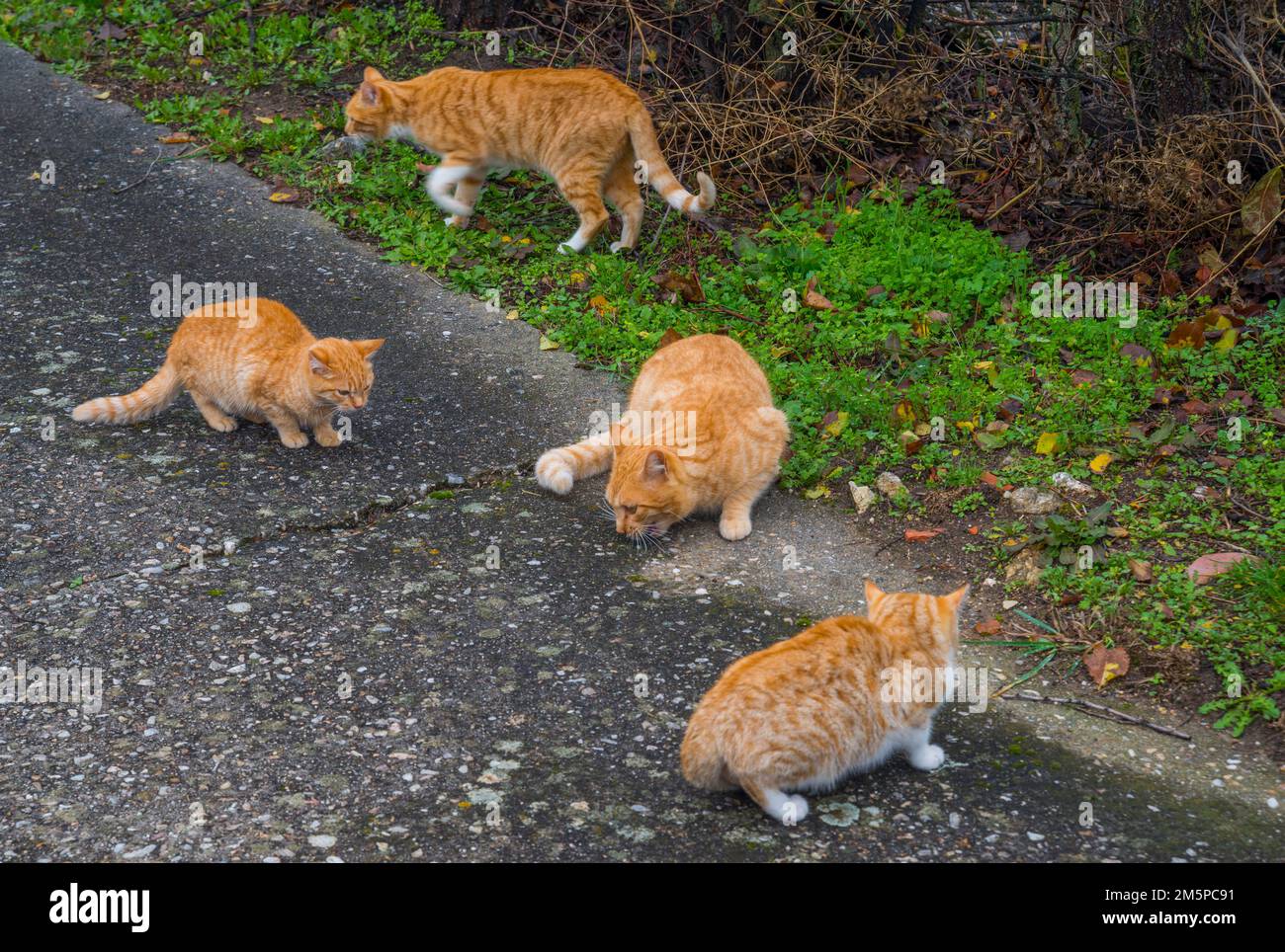 Four stray cats. Stock Photo