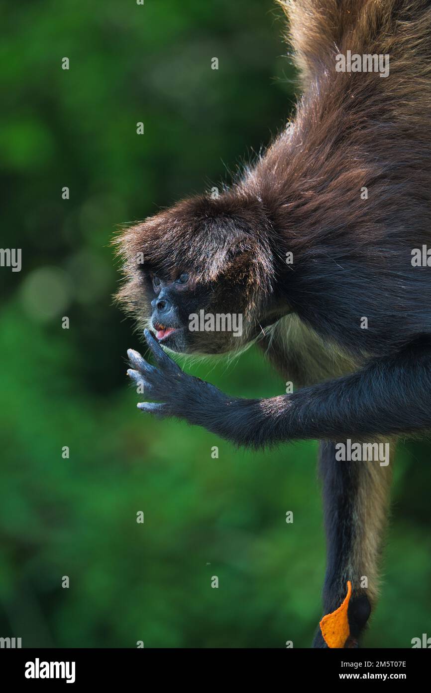 A beautiful closeup of a black-headed spider monkey with food in its hand Stock Photo