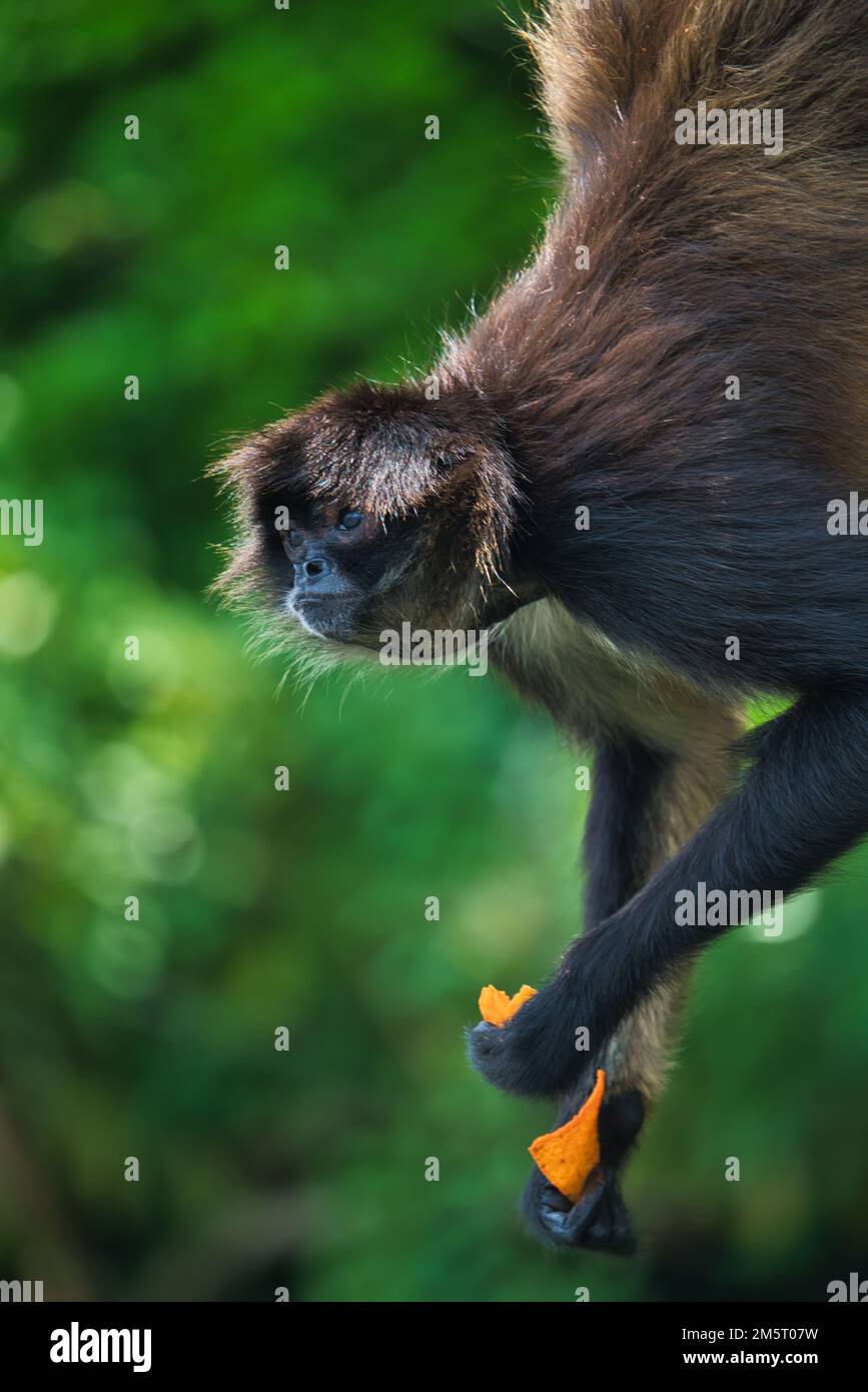 A beautiful closeup of a black-headed spider monkey with food in its hand Stock Photo