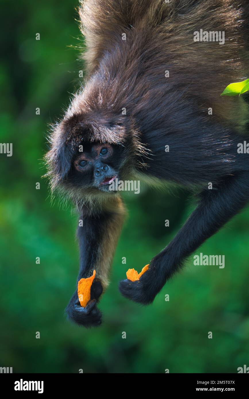 A beautiful closeup of a spider monkey with food in its hand looking straight at camera Stock Photo