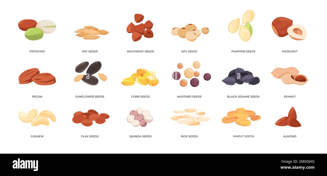 Seeds and nuts. Cartoon almond pistachio cashew hazelnut and grain saplings, organic kernel harvest germ icons flat style. Vector collection of nuts pistachio and cashew, peanut and seed illustration Stock Vector