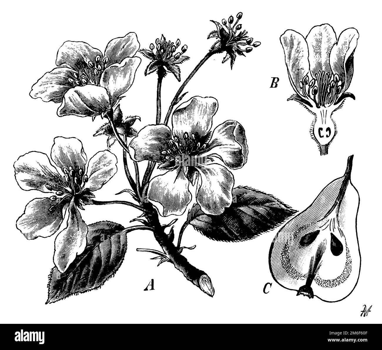 Longitudinal section flower Black and White Stock Photos & Images - Alamy