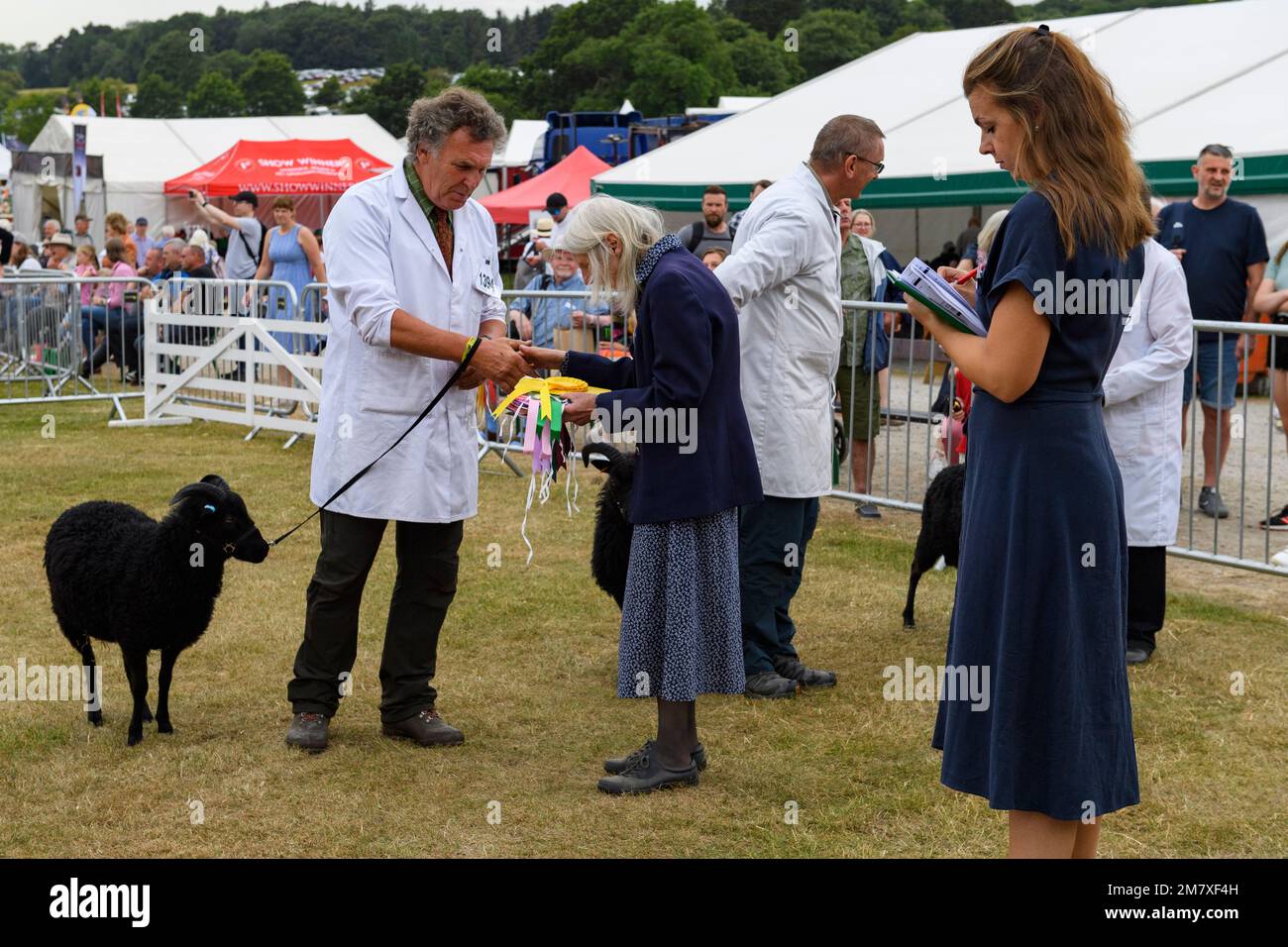 Black Hebridean sheep (award-winning prizewinning pedigree ewes rams) & farmers at presentation - The Great Yorkshire Show, Harrogate England UK. Stock Photo