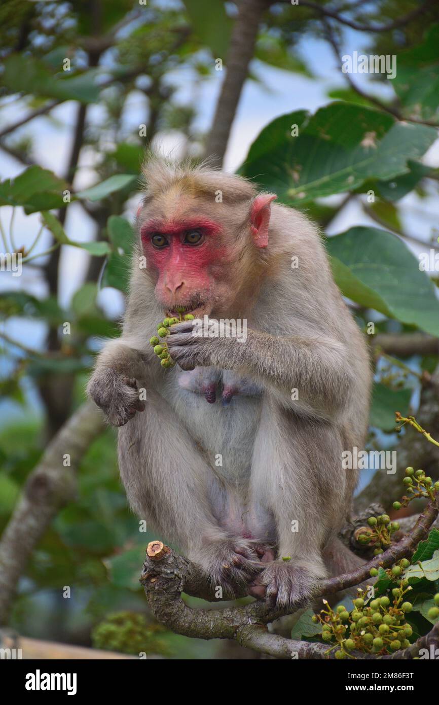 Monkey in forest showing different pose Stock Photo