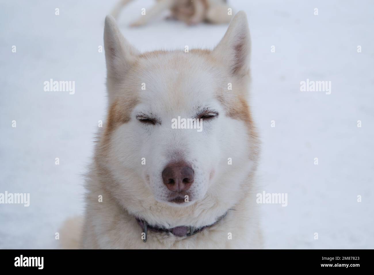 Red white Siberian husky winter portrait close-up. Sled dog kennel. Dog squinted eyes with pleasure and enjoys life. Stock Photo