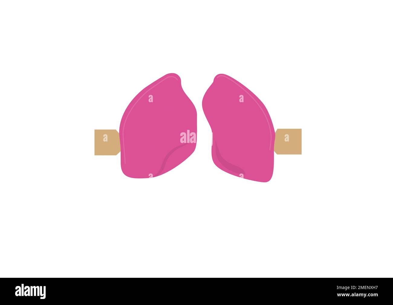 Lungs diagram hi-res stock photography and images - Alamy