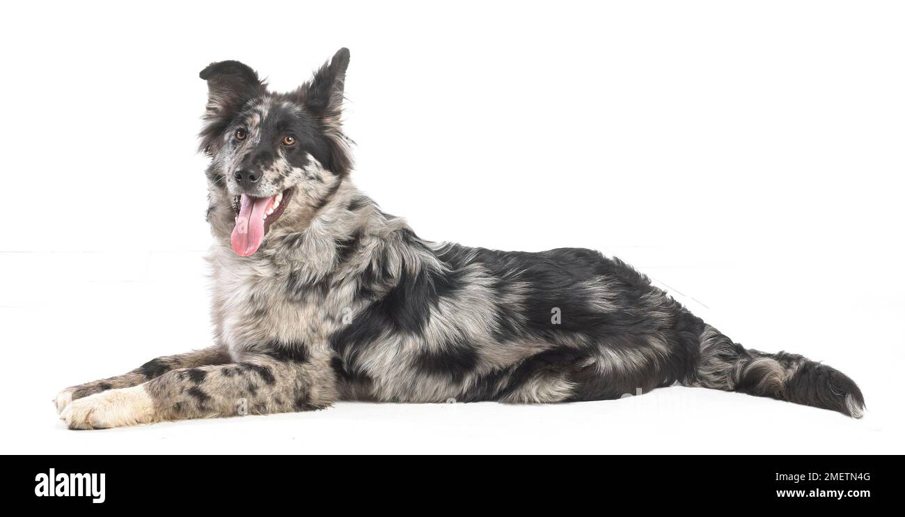 German Shepherd Border Collie cross, 4-month-old Stock Photo