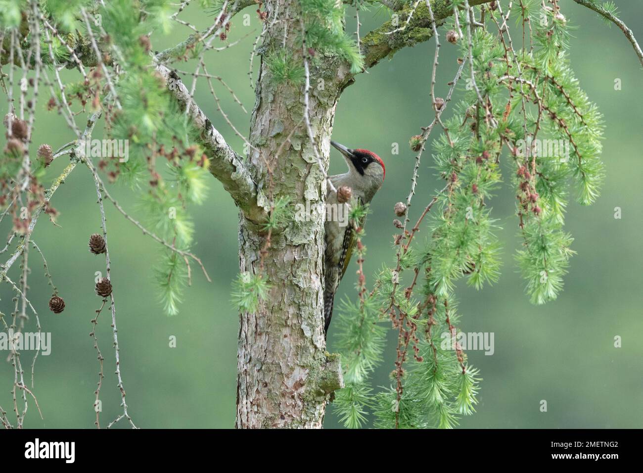 European green woodpecker (Picus viridis) on the trunk of a larch tree, Mecklenburg-Western Pomerania, Germany Stock Photo