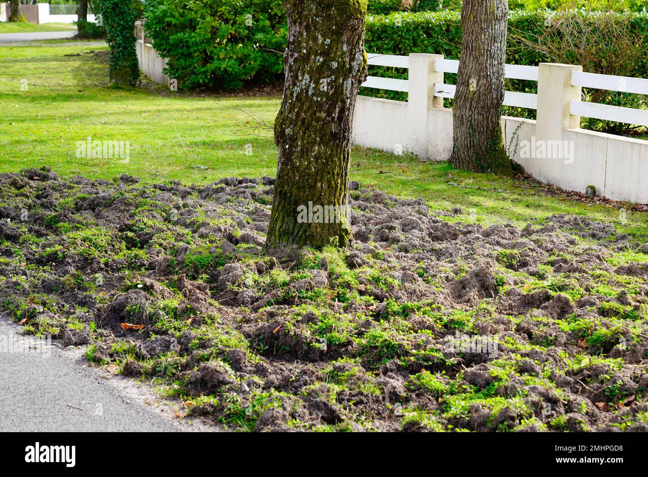 upturned lawn soil after wild boars pass near home in suburban Stock Photo