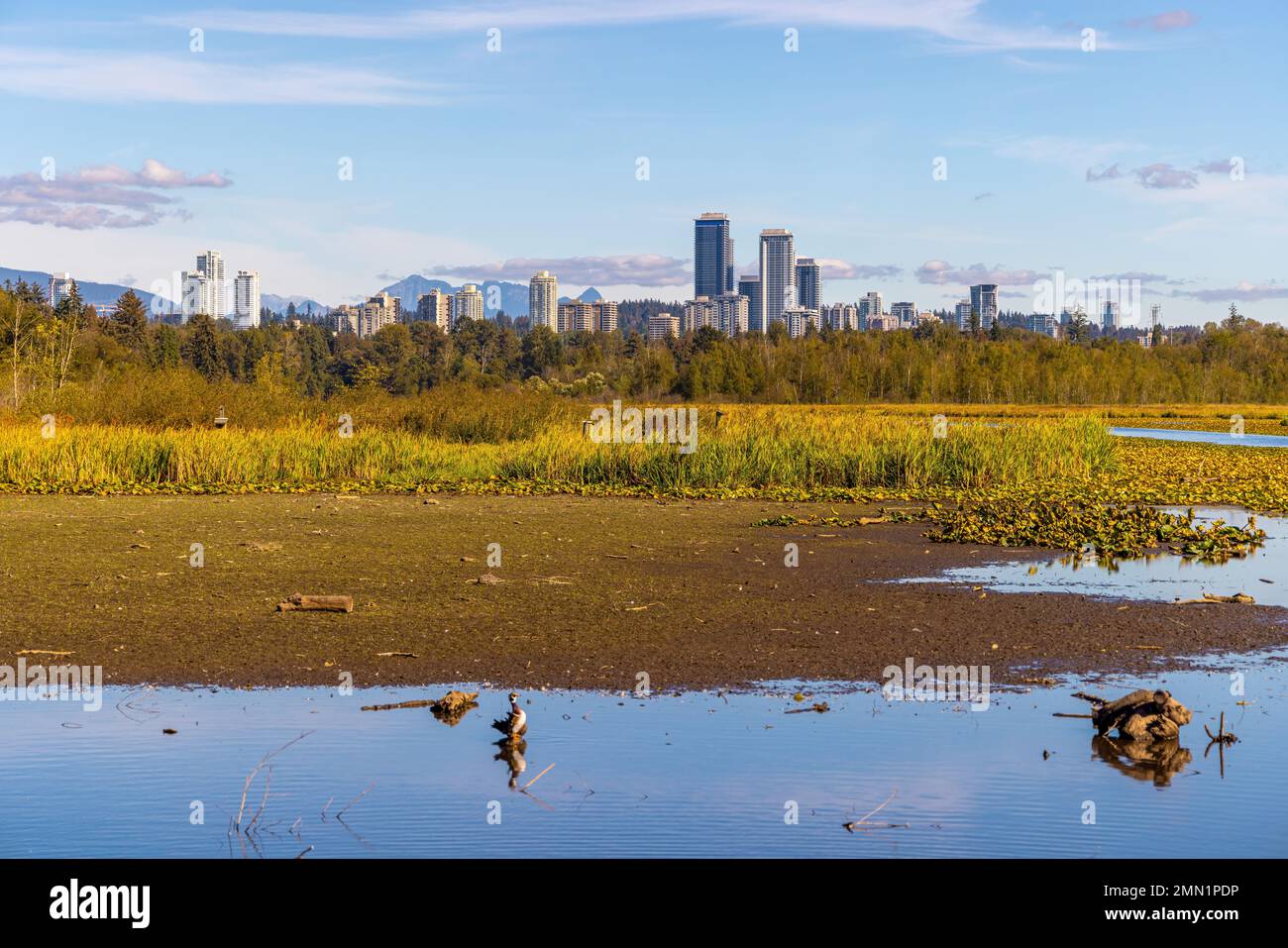 A landscape view of Burnaby Lake Stock Photo