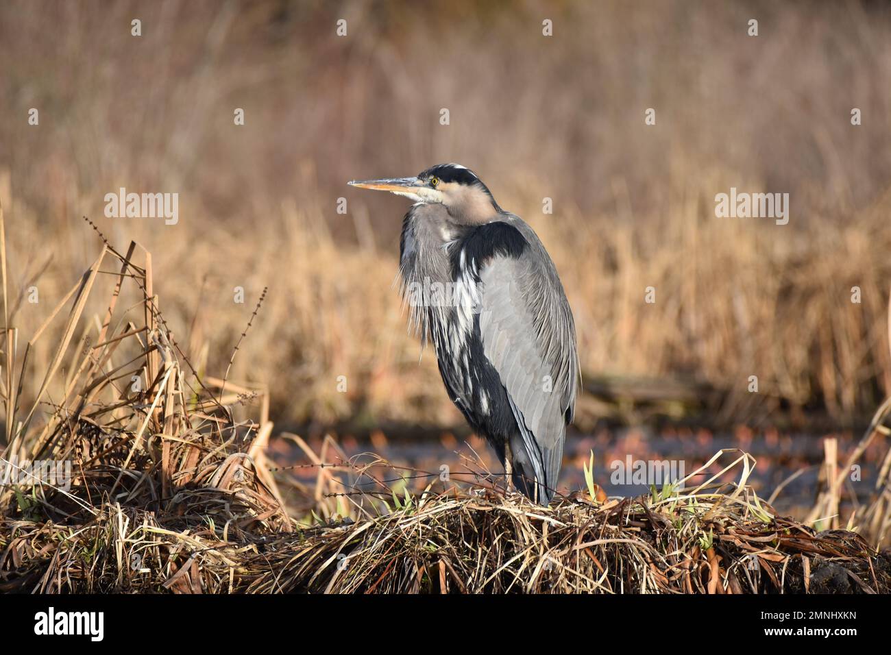 A majestic Great Blue Heron standing on the shore of Burnaby Lake Stock Photo