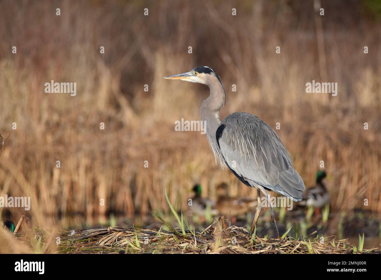 A majestic Great Blue Heron standing on the shore of Burnaby Lake Stock Photo