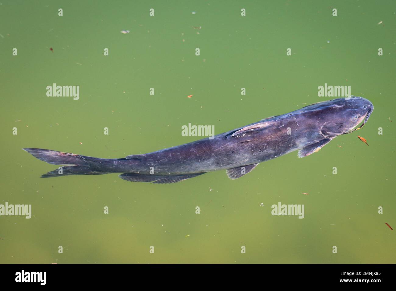 channel catfish or Ictalurus punctatus swimming in a pond at the Veterans oasis park in Arizona. Stock Photo