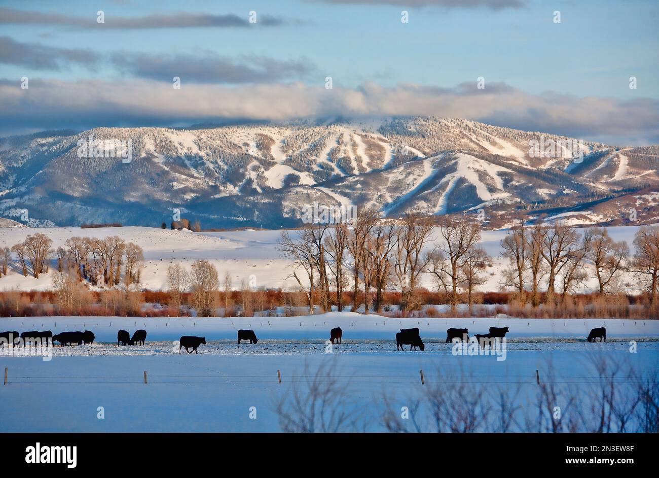 Cows grazing in a snow covered field with the Steamboat Springs Ski Area in the background; Steamboat Springs, Colorado, United States of America Stock Photo