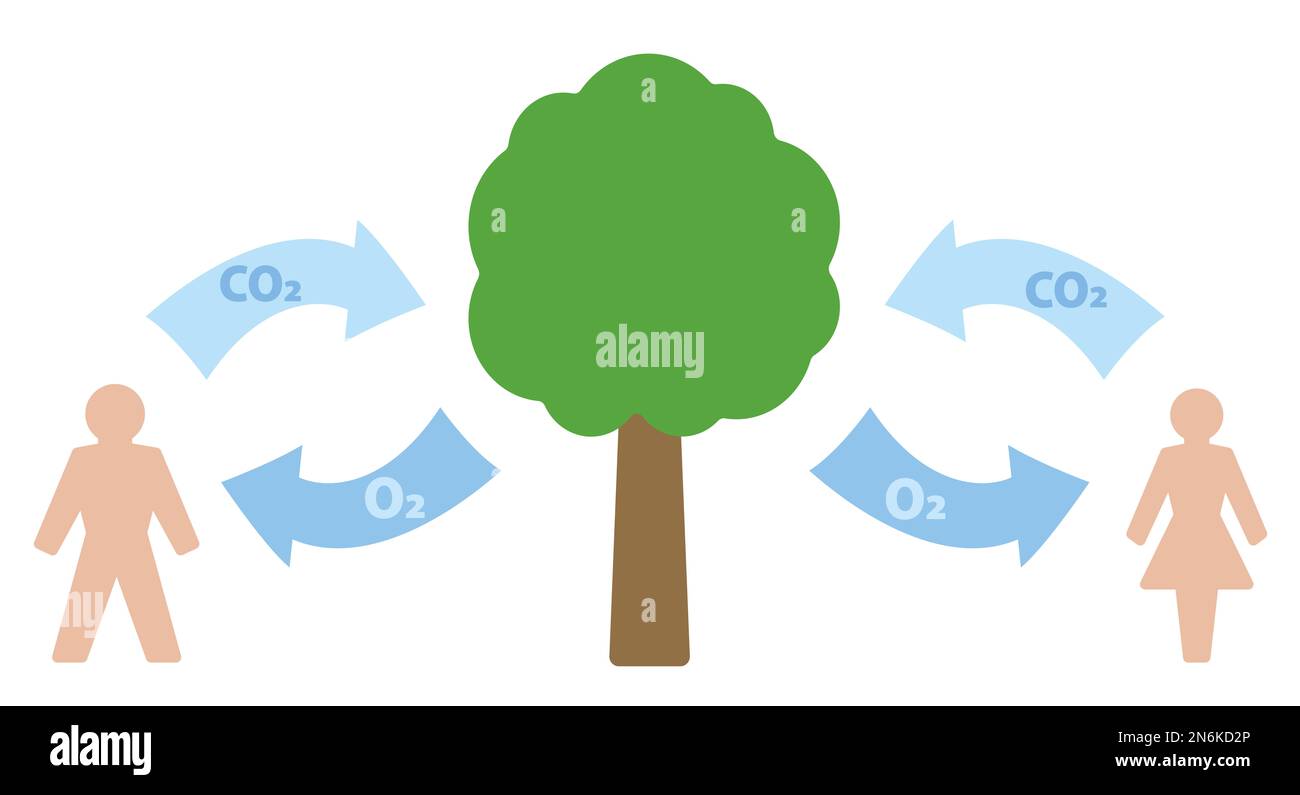 Carbon cycle symbol with man and woman pictogram. Exhalation and absorption of CO2 Carbon dioxide - inhalation and release of O2 Oxygen. Stock Photo