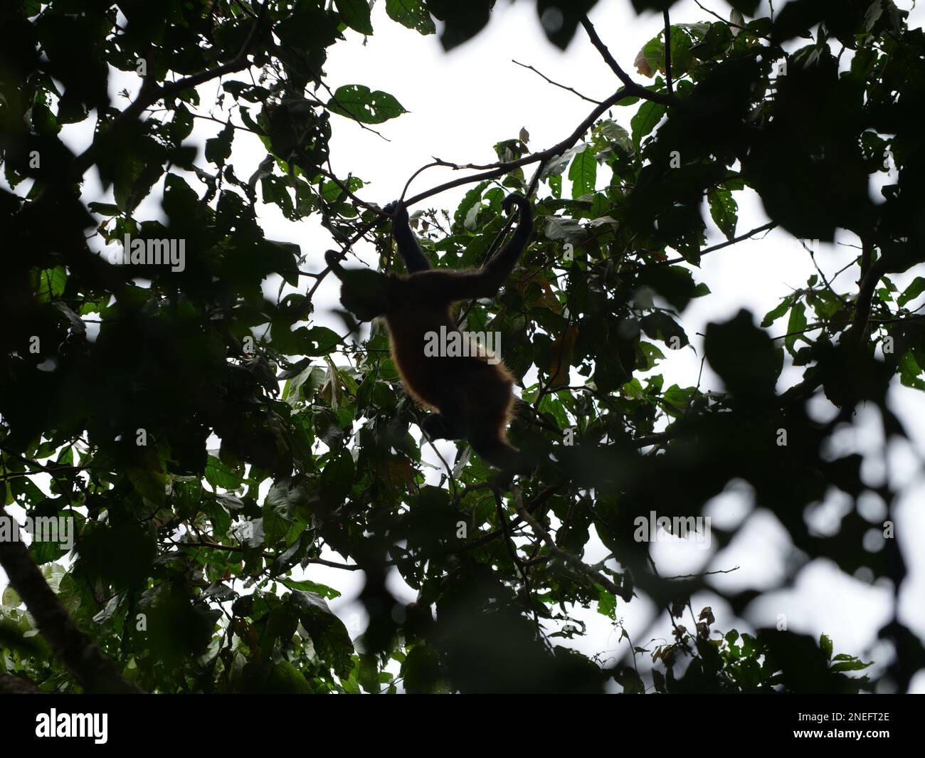 A white-faced monkey swings through the canopy in Manuel Antonio National Park. Stock Photo