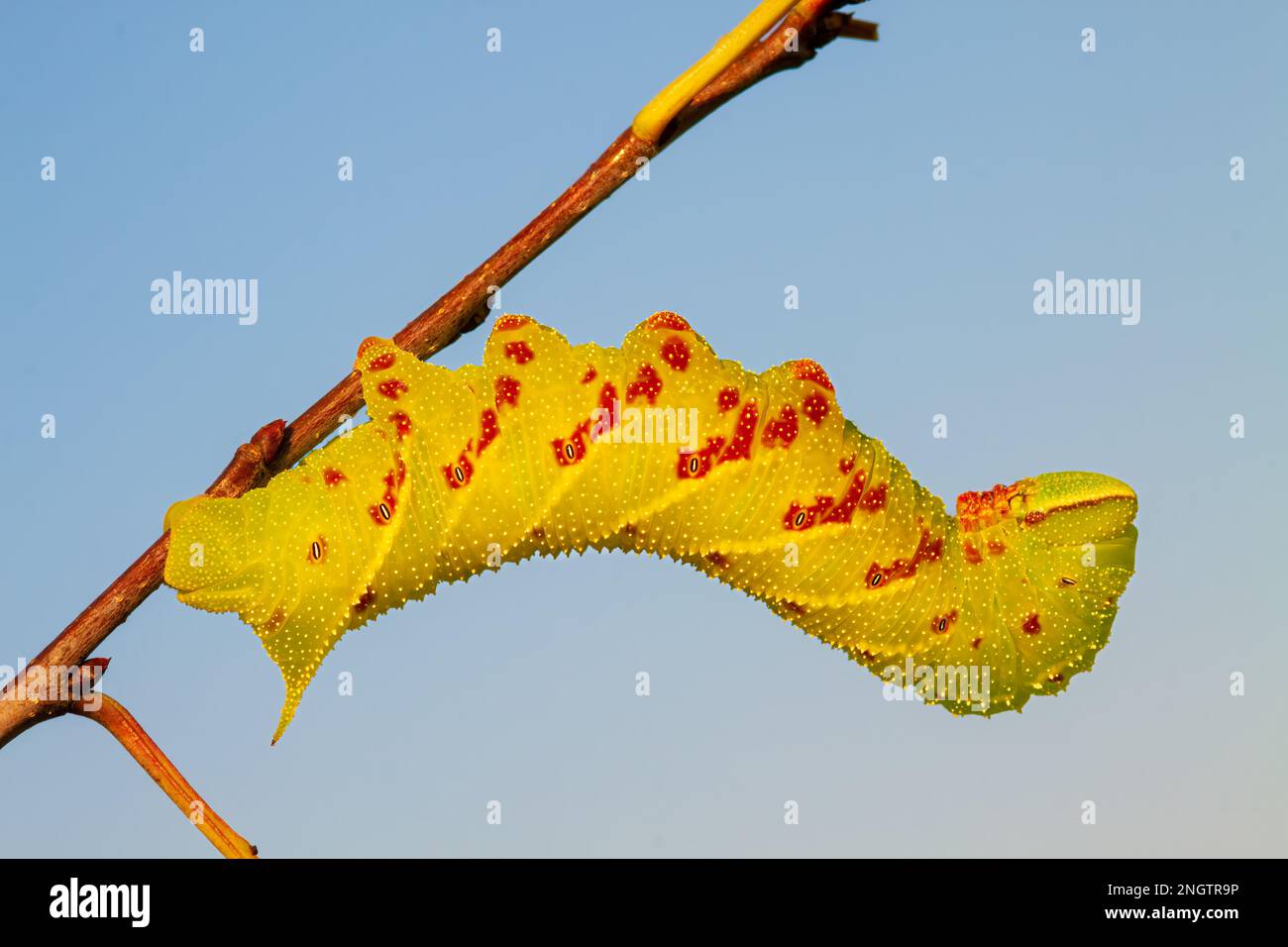 Blinded Sphinx (Paonias excaetus) 5th instar larva on Wild Cherry (Prunus serontina) This species of caterpillar has variable coloration. Stock Photo