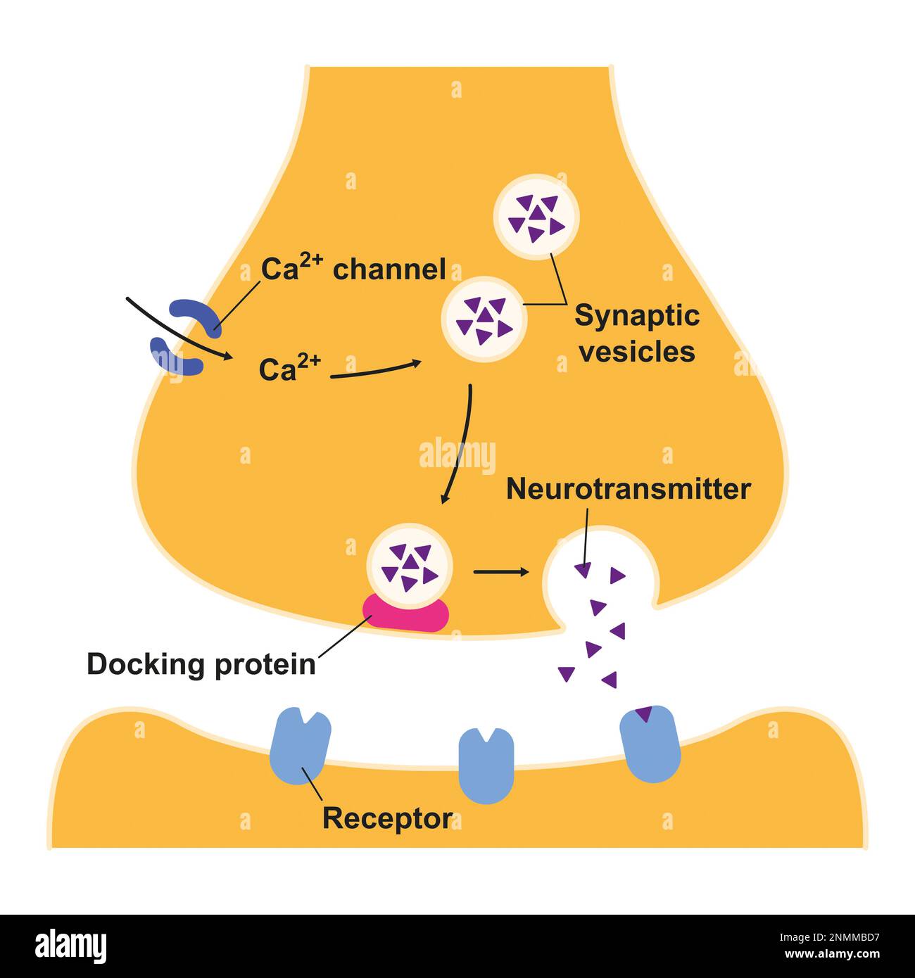 Synaptic Vesicles Diagram