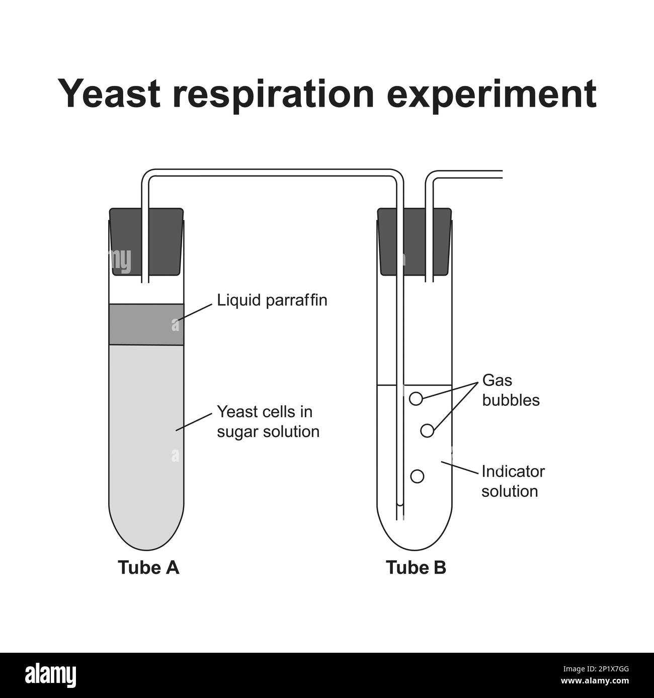 Anaerobic respiration experiment, illustration Stock Photo