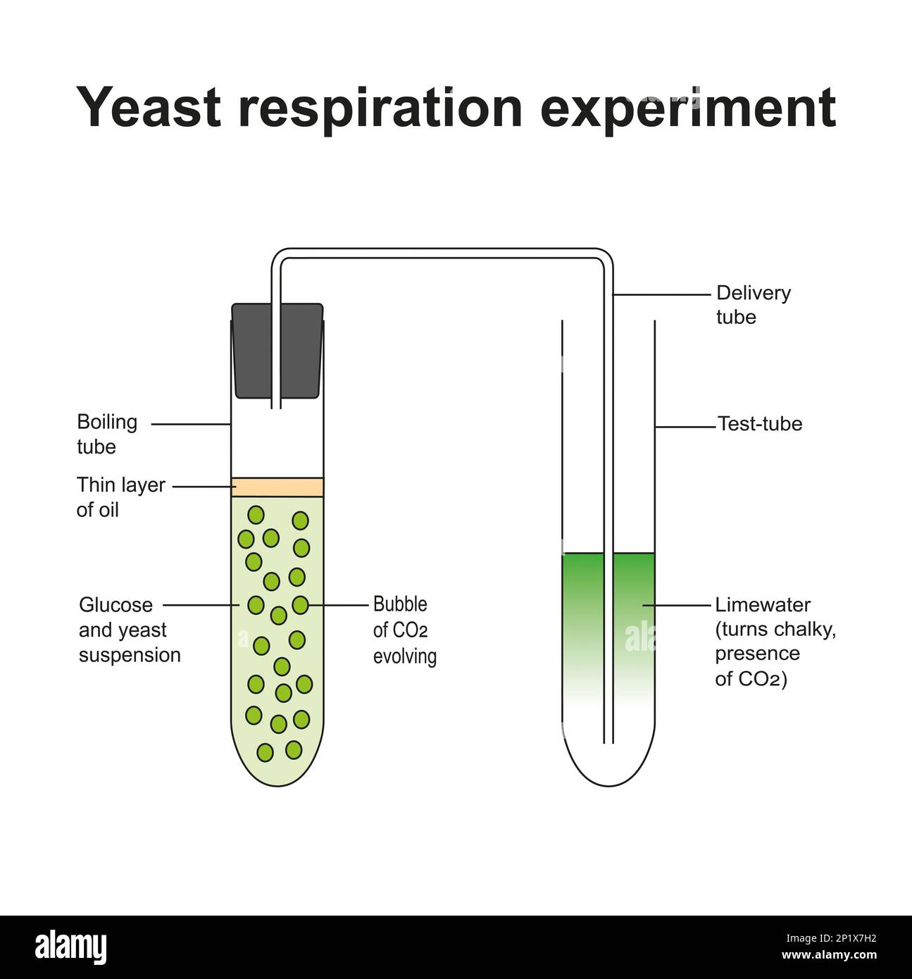 Anaerobic respiration experiment, illustration Stock Photo