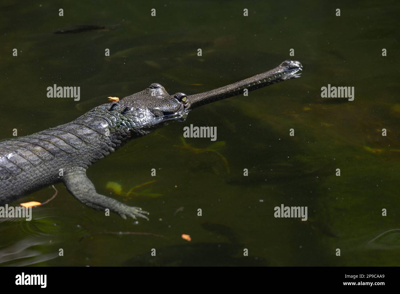 Indian gharial Stock Photo