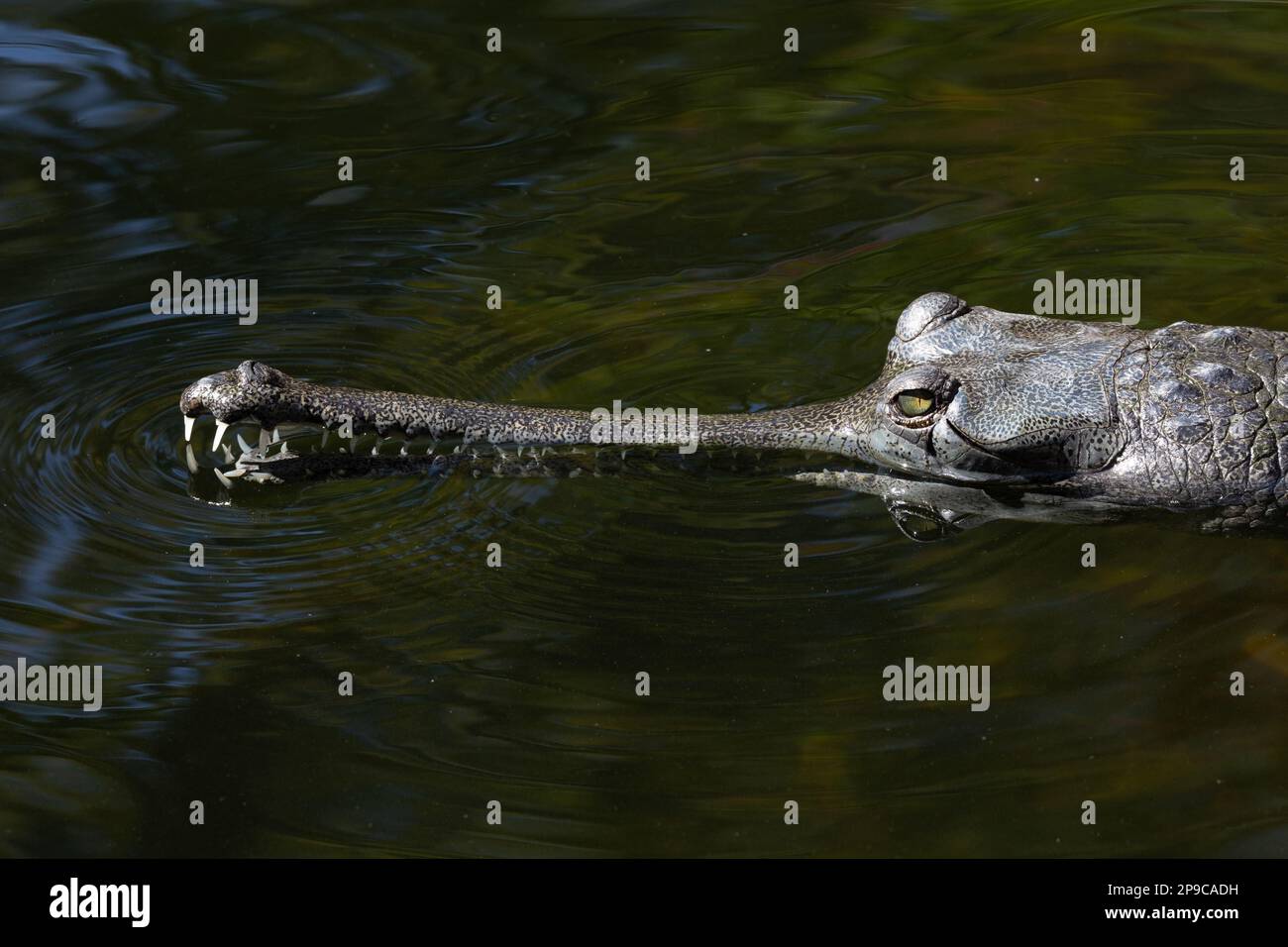 Indian gharial Stock Photo