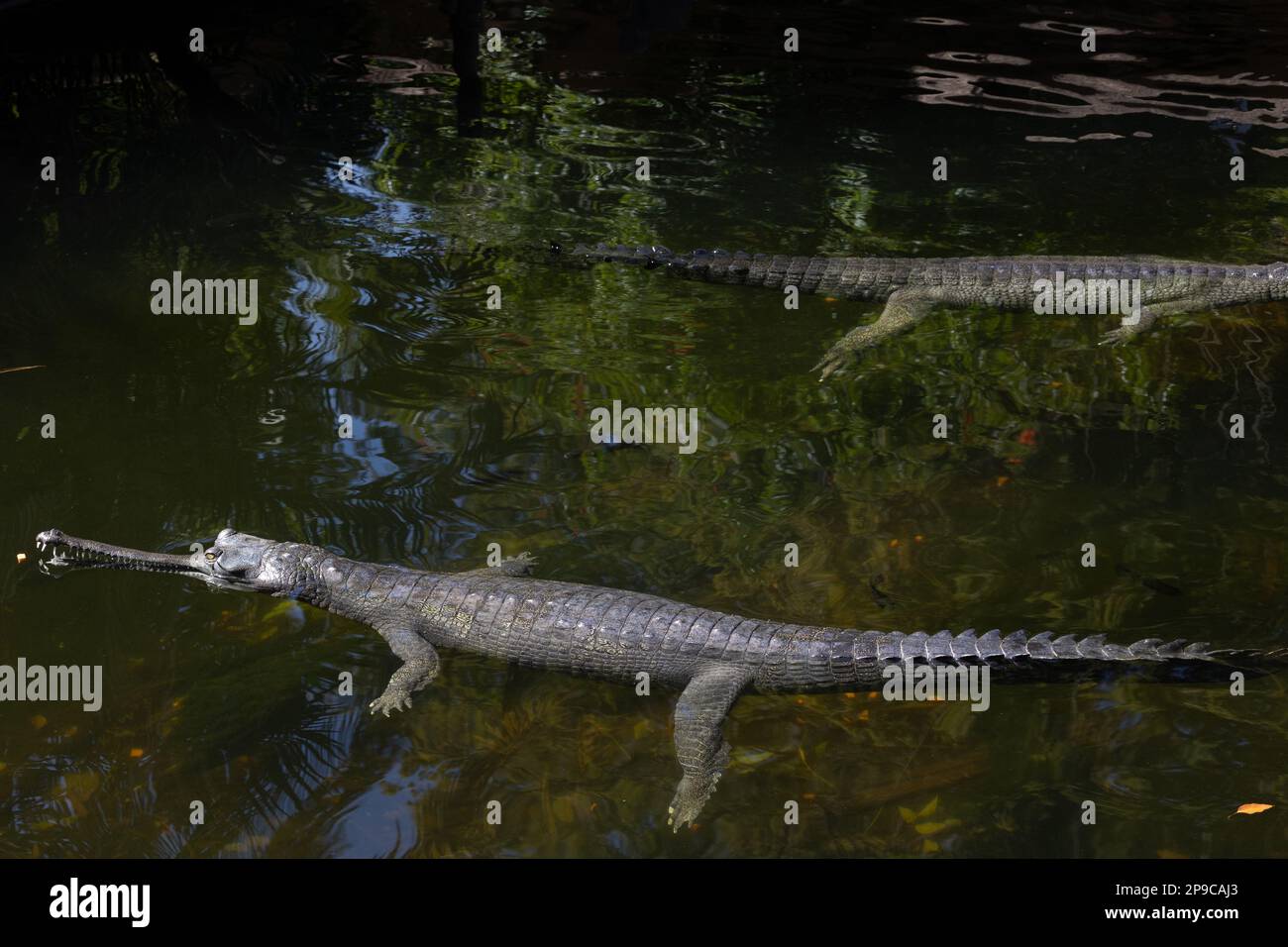 Indian gharial Stock Photo