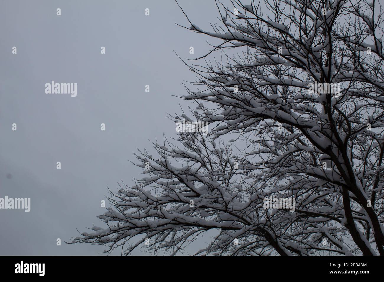 Trees in winter in Northeast Ohio Stock Photo