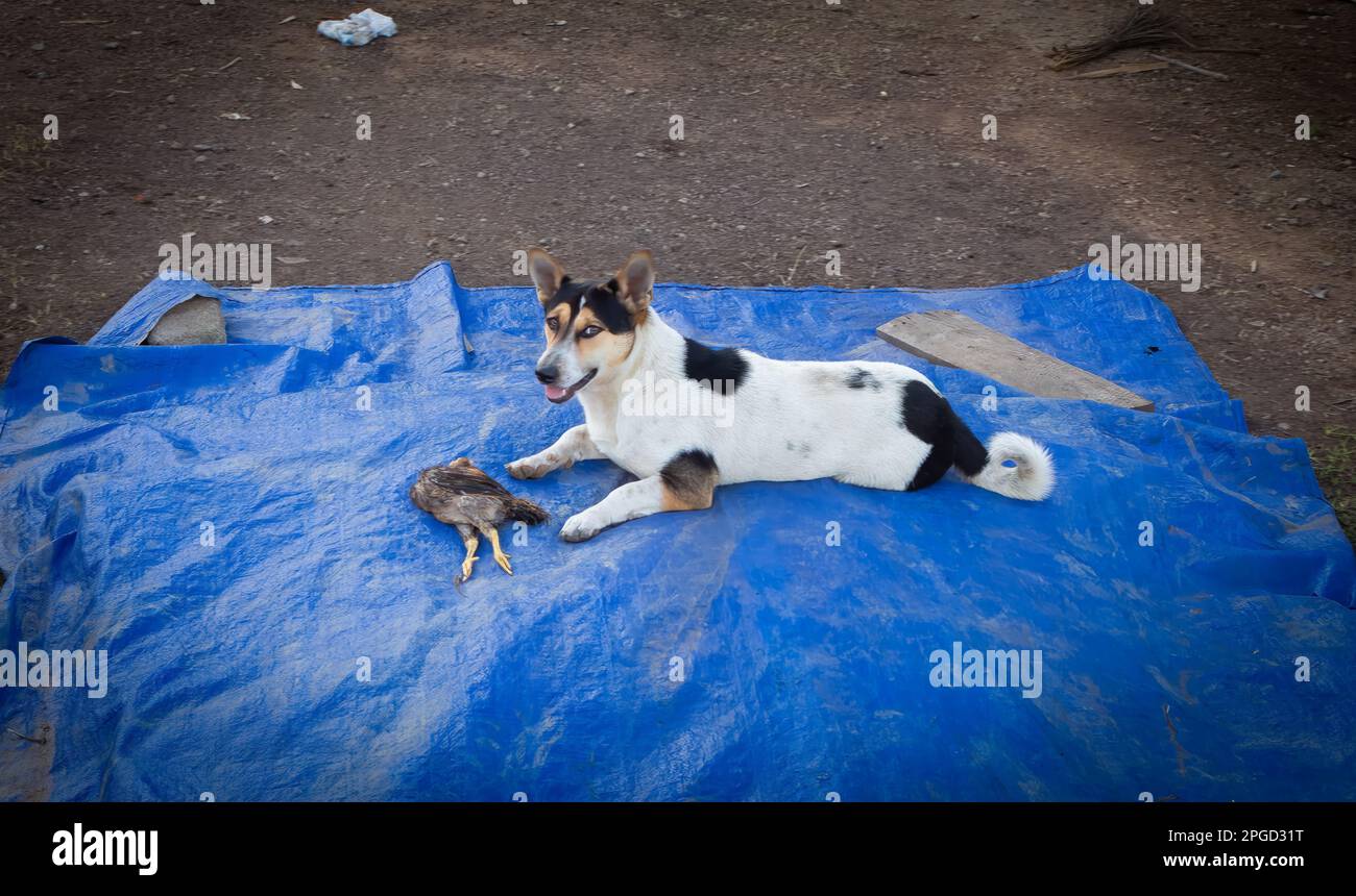 A Mnong ethnic minority family dog guards and protects a dead chicken in the courtyard of the family home in Buon Jun, Lien Son, Vietnam. Stock Photo