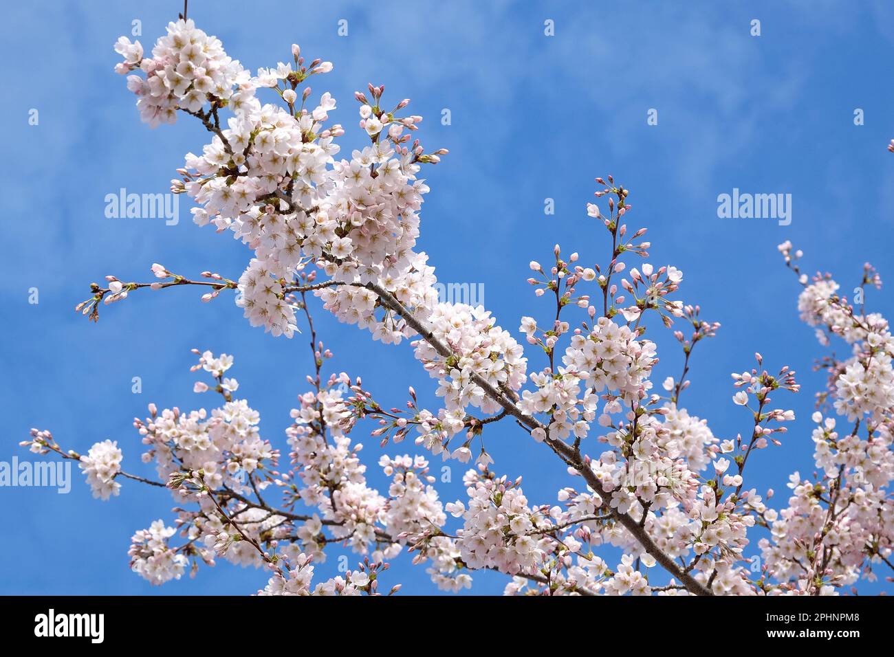 Yoshino cherry trees, Prunus yedoensis, in flower. Stock Photo