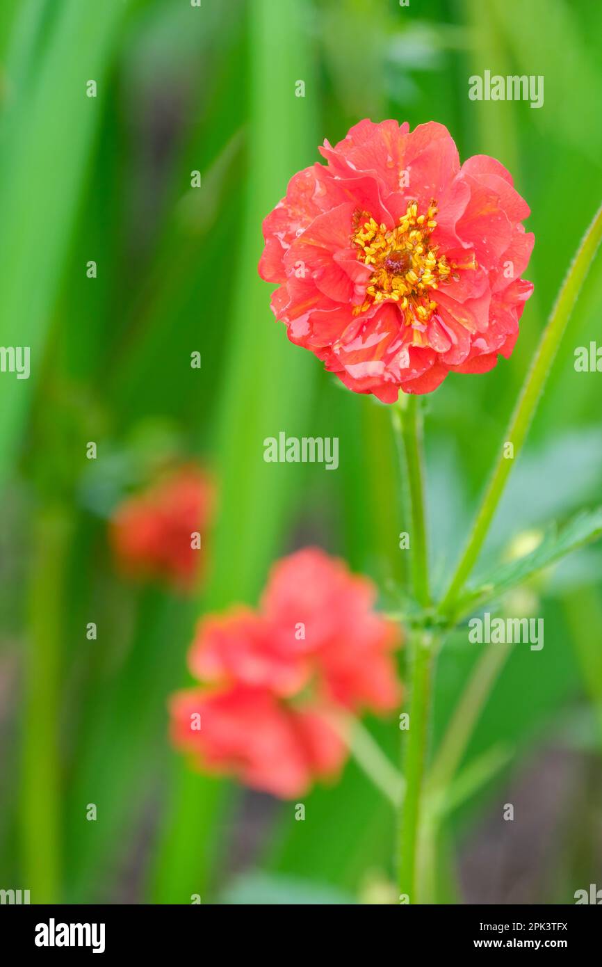 Geum Mrs J. Bradshaw, clump-forming perennial, semi-double, rich scarlet orange flowers Stock Photo