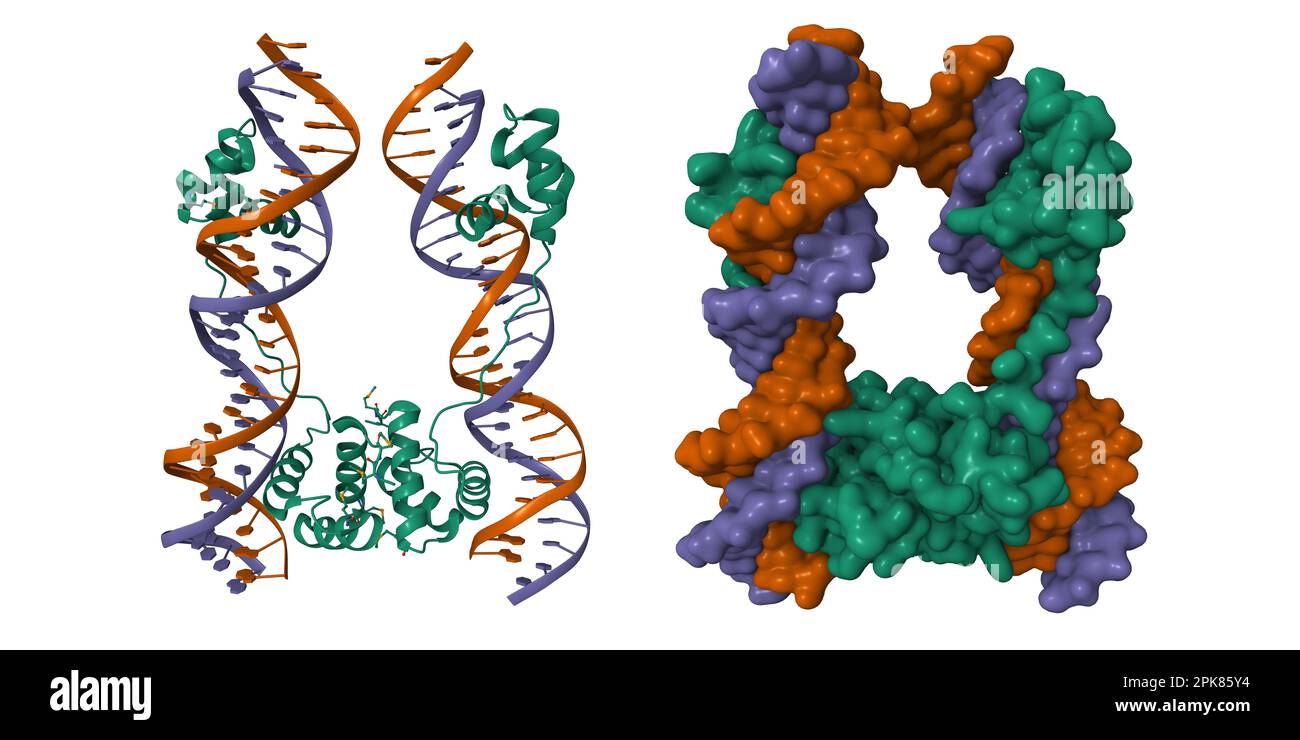 DNA-binding domain of human SETMAR in complex with Hsmar1 terminal inverted repeat (TIR) DNA. 3D cartoon and Gaussian surface models, PDB 7s03 Stock Photo