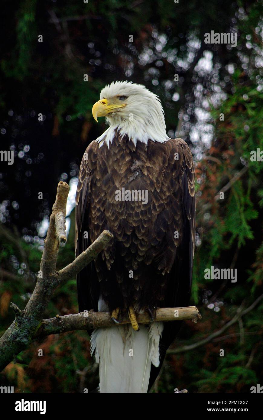 Bald Eagle on a branch Stock Photo