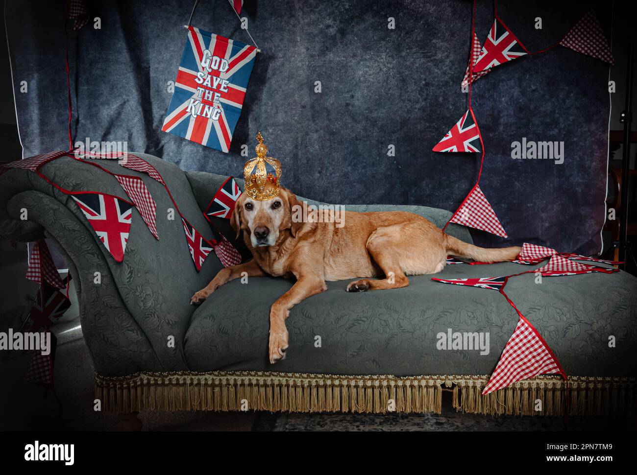 A red fox labrador wearing a royal crown lying on a chaise longue with Union Jack bunting behind. Stock Photo