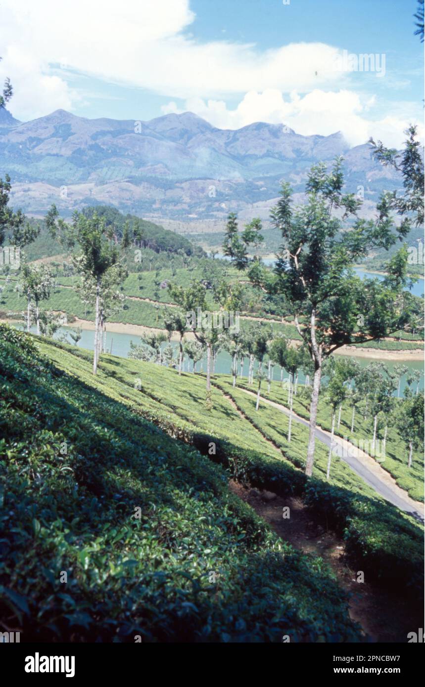 Munnar is a town in the Western Ghats mountain range in India’s Kerala state. A hill station and former resort for the British Raj elite, it's surrounded by rolling hills dotted with tea plantations established in the late 19th century. Eravikulam National Park, a habitat for the endangered mountain goat Nilgiri tahr, is home to the Lakkam Waterfalls, hiking trails and 2,695m-tall Anamudi Peak. Stock Photo