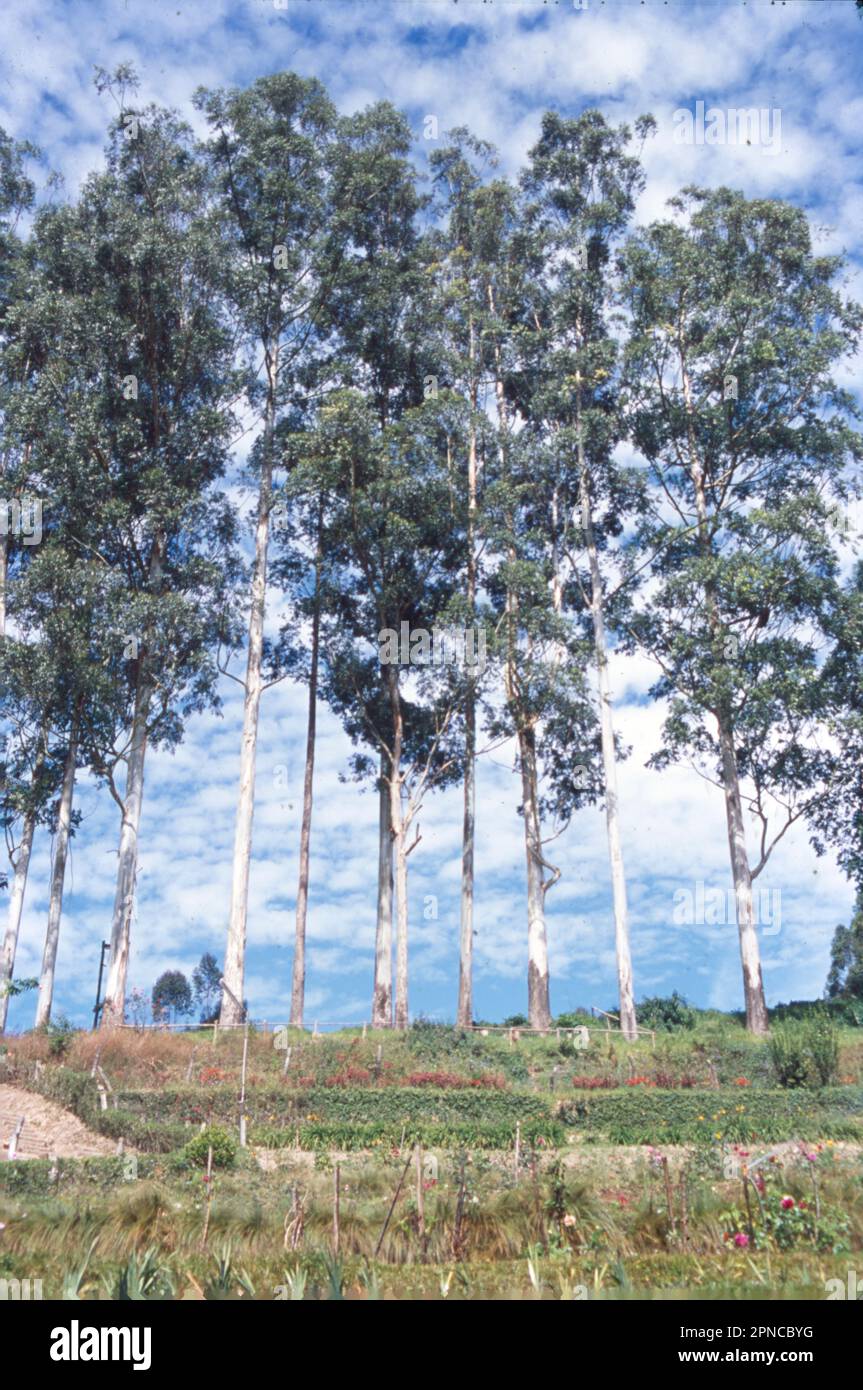 Munnar is a town in the Western Ghats mountain range in India’s Kerala state. A hill station and former resort for the British Raj elite, it's surrounded by rolling hills dotted with tea plantations established in the late 19th century. Eravikulam National Park, a habitat for the endangered mountain goat Nilgiri tahr, is home to the Lakkam Waterfalls, hiking trails and 2,695m-tall Anamudi Peak. Stock Photo