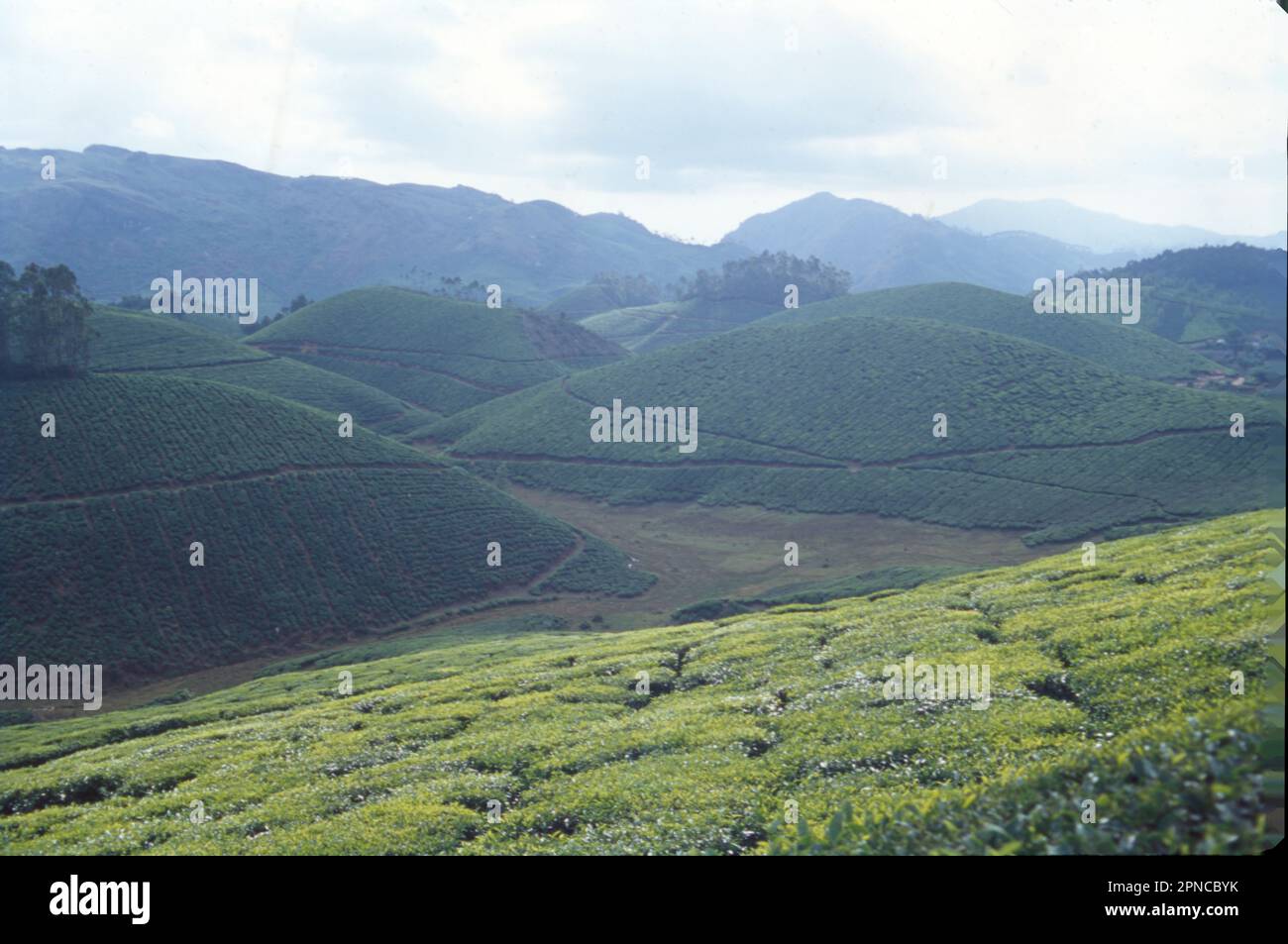 Munnar is a town in the Western Ghats mountain range in India’s Kerala state. A hill station and former resort for the British Raj elite, it's surrounded by rolling hills dotted with tea plantations established in the late 19th century. Eravikulam National Park, a habitat for the endangered mountain goat Nilgiri tahr, is home to the Lakkam Waterfalls, hiking trails and 2,695m-tall Anamudi Peak. Stock Photo