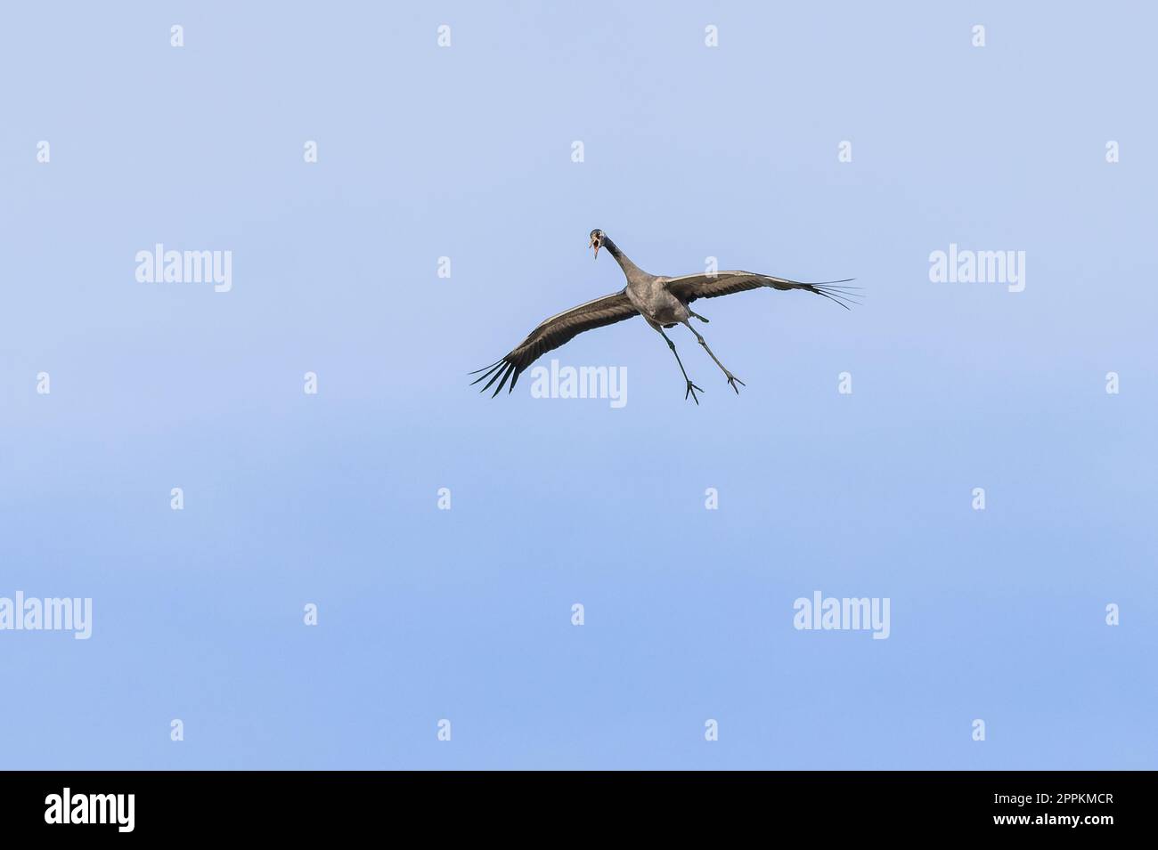 The common crane, a large grey bird, flying with open beak. Sunny spring day. Clear blue sky in the background. Stock Photo