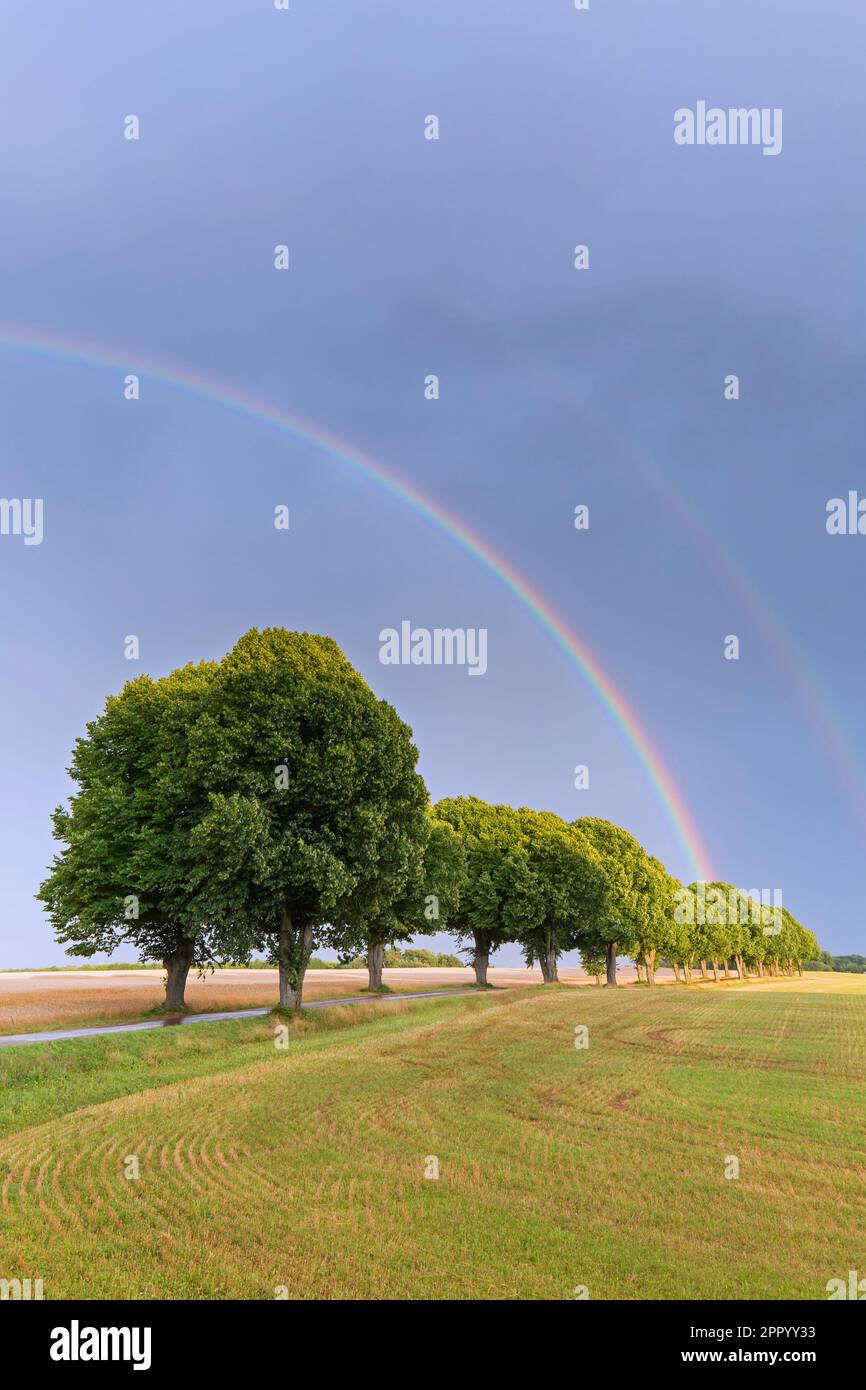 Double rainbow and silver linden / silver lime trees (Tilia tomentosa) bordering country road in summer on the countryside in rural Skane, Sweden Stock Photo