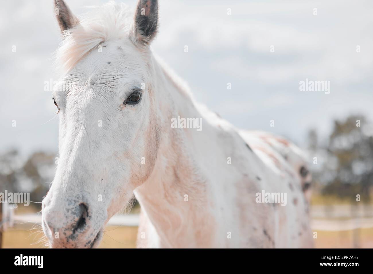 It is the horses gift to connect us with Heaven. a beautiful horse on a farm. Stock Photo