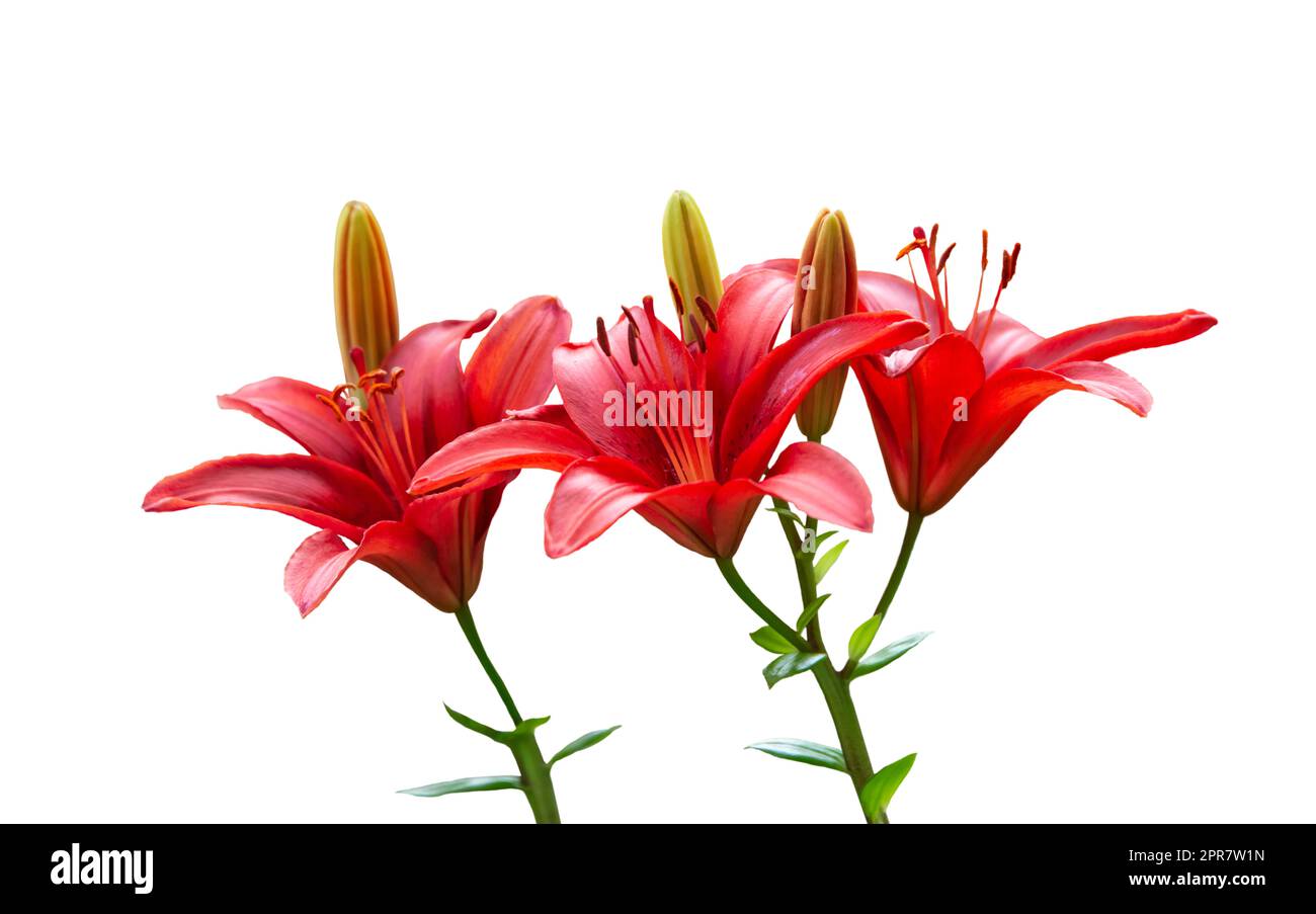 Red Lily Flowers on White Background Stock Photo