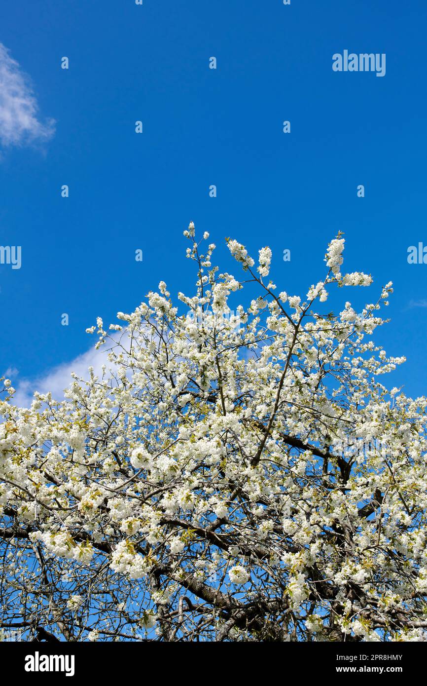 Branches of white japanese cherry blossoms against a clear blue sky copy space background. Delicate prunus serrulata fruit tree from the rosaceae species blooming in a garden on a sunny day outdoors Stock Photo