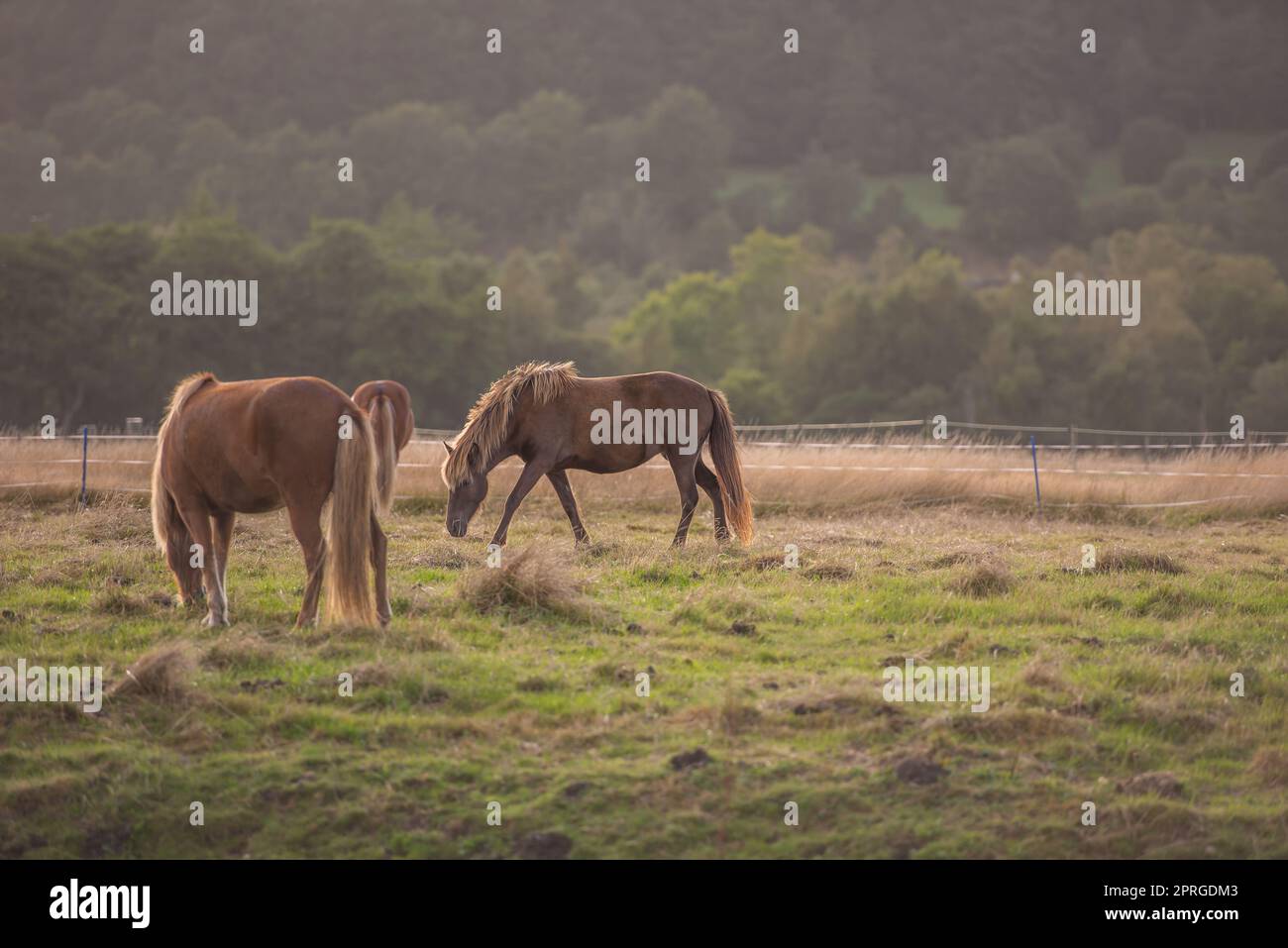 Beautiful horse - wonder of nature. Beautiful horse - in natural setting. Stock Photo