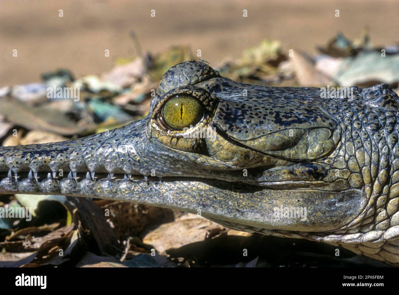 Crocodile eye and ear of a Gharial (Gavialis gangeticus) Critically endangered, captive, The Madras Crocodile Bank Trust and Centre for Herpetology Stock Photo