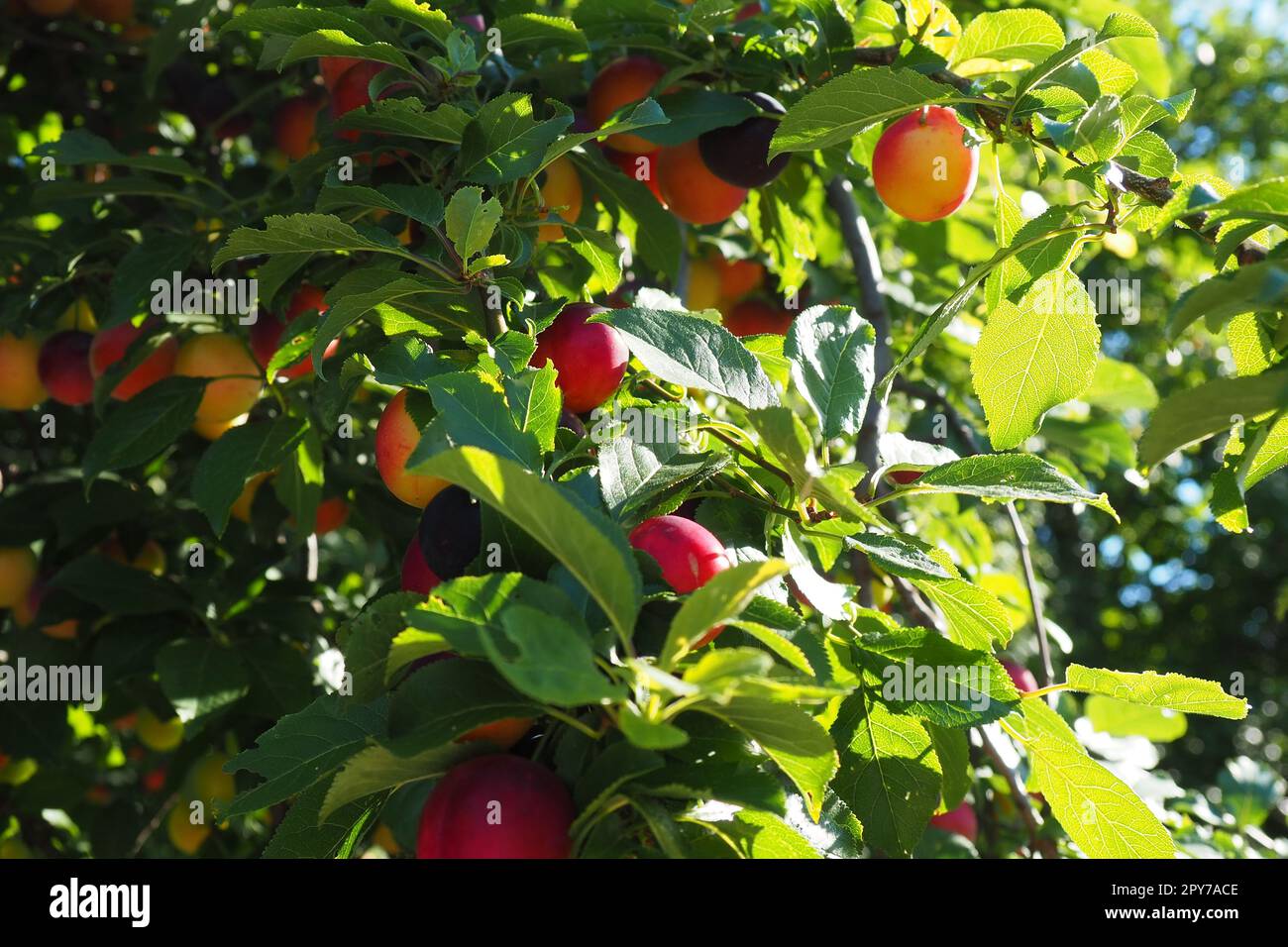 Prunus cerasifera is a species of plum known by the common names cherry plum and myrobalan plum. ornamental tree for garden and landscaping. Yellow and red plum fruits on the branches Stock Photo