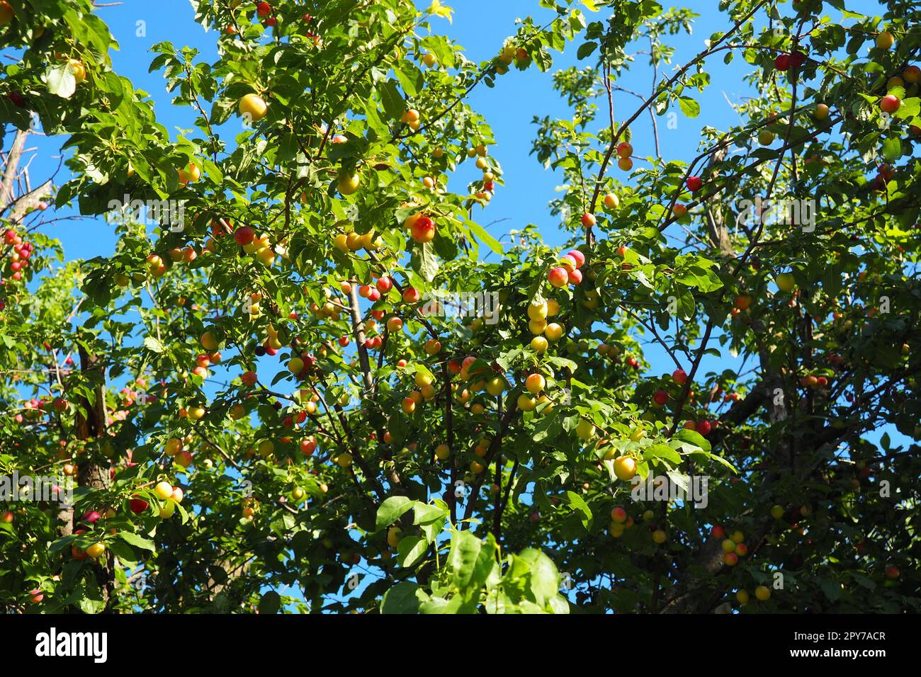 Prunus cerasifera is a species of plum known by the common names cherry plum and myrobalan plum. ornamental tree for garden and landscaping. Yellow and red plum fruits on the branches Stock Photo