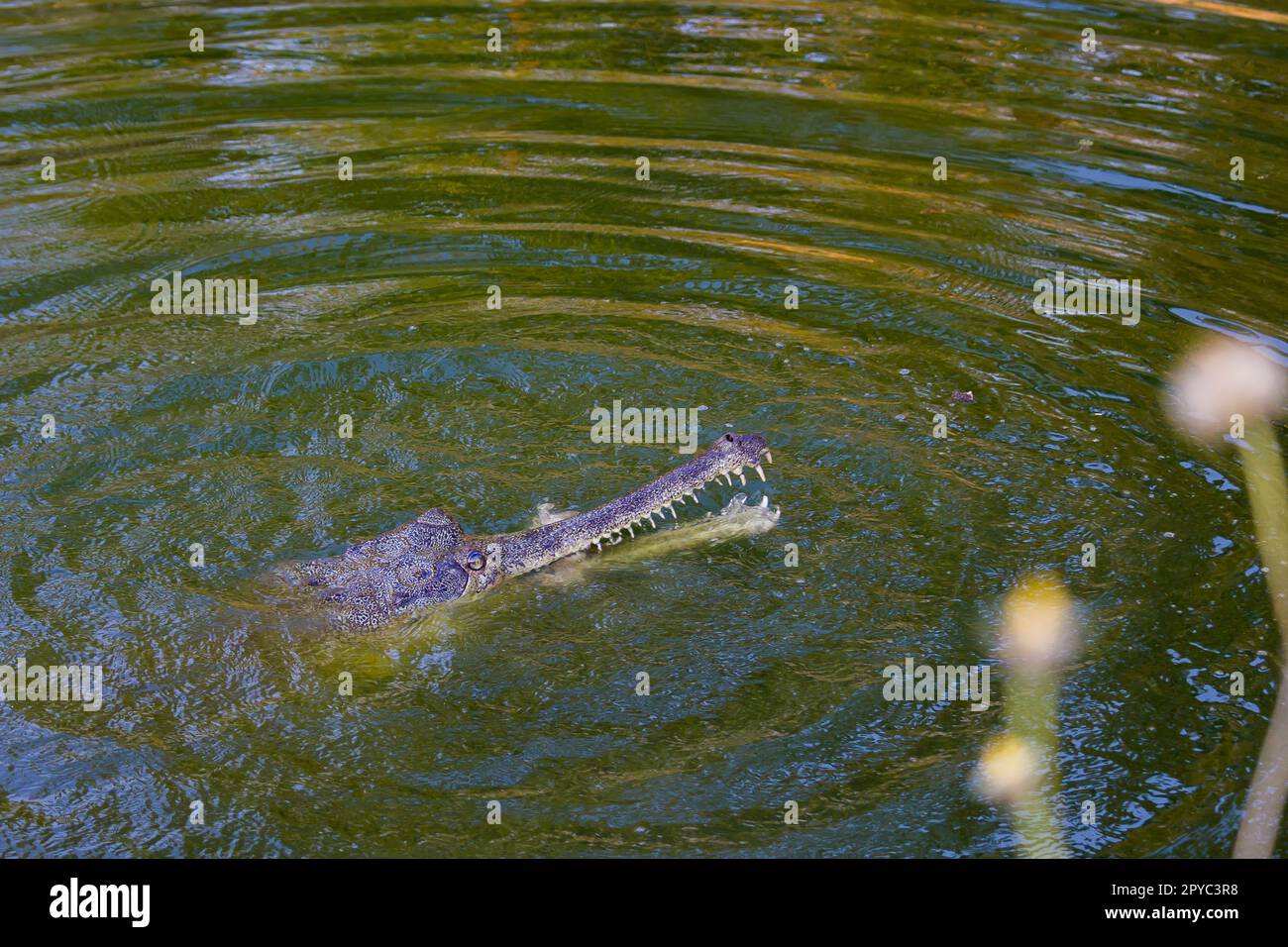 An Indian gharial or gavial or fish eating crocodile head emerging out of river water while eating it's prey. It has a long snout for catching fish an Stock Photo